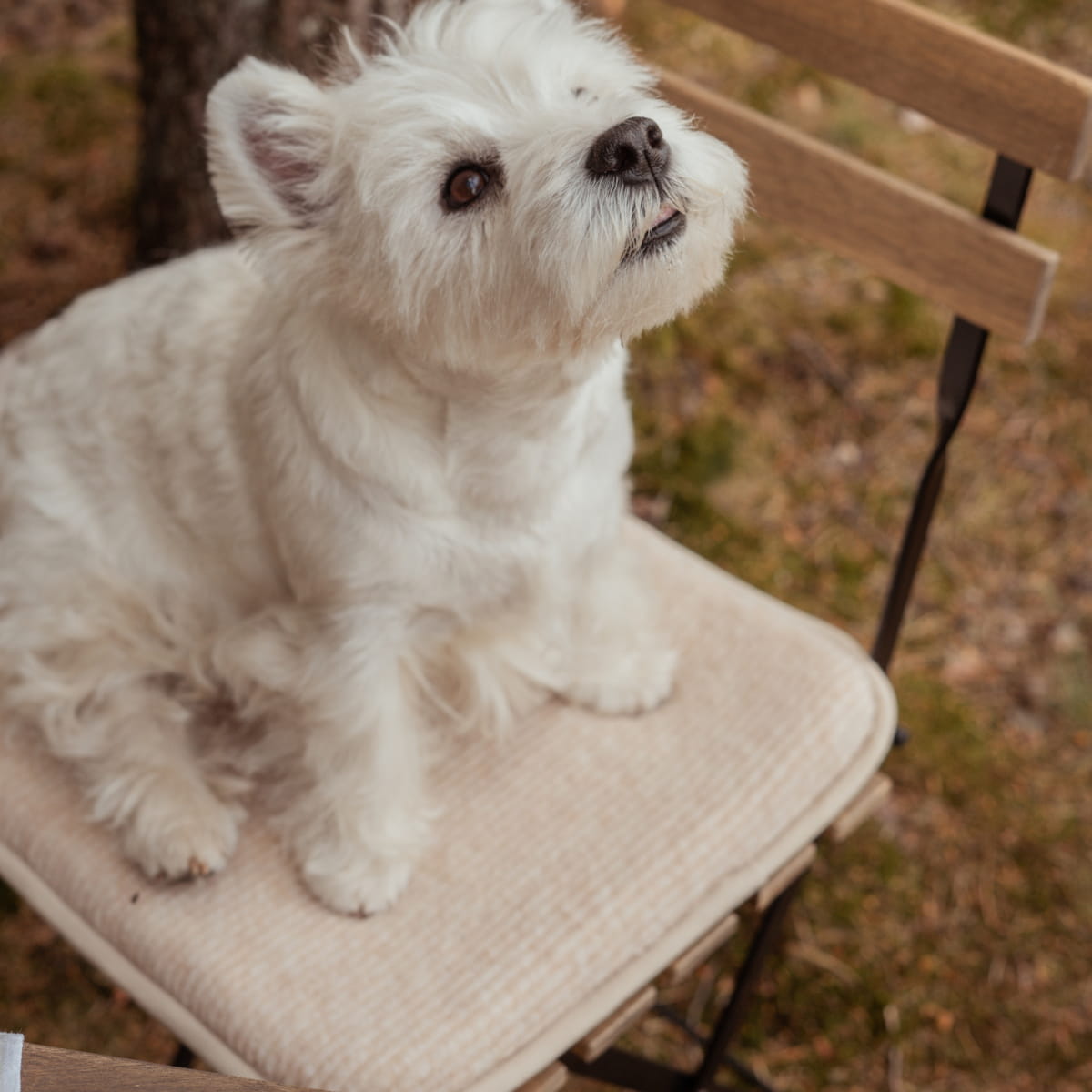 Flokati - Stoelkussen Wave | stoelkussen van merinowol
