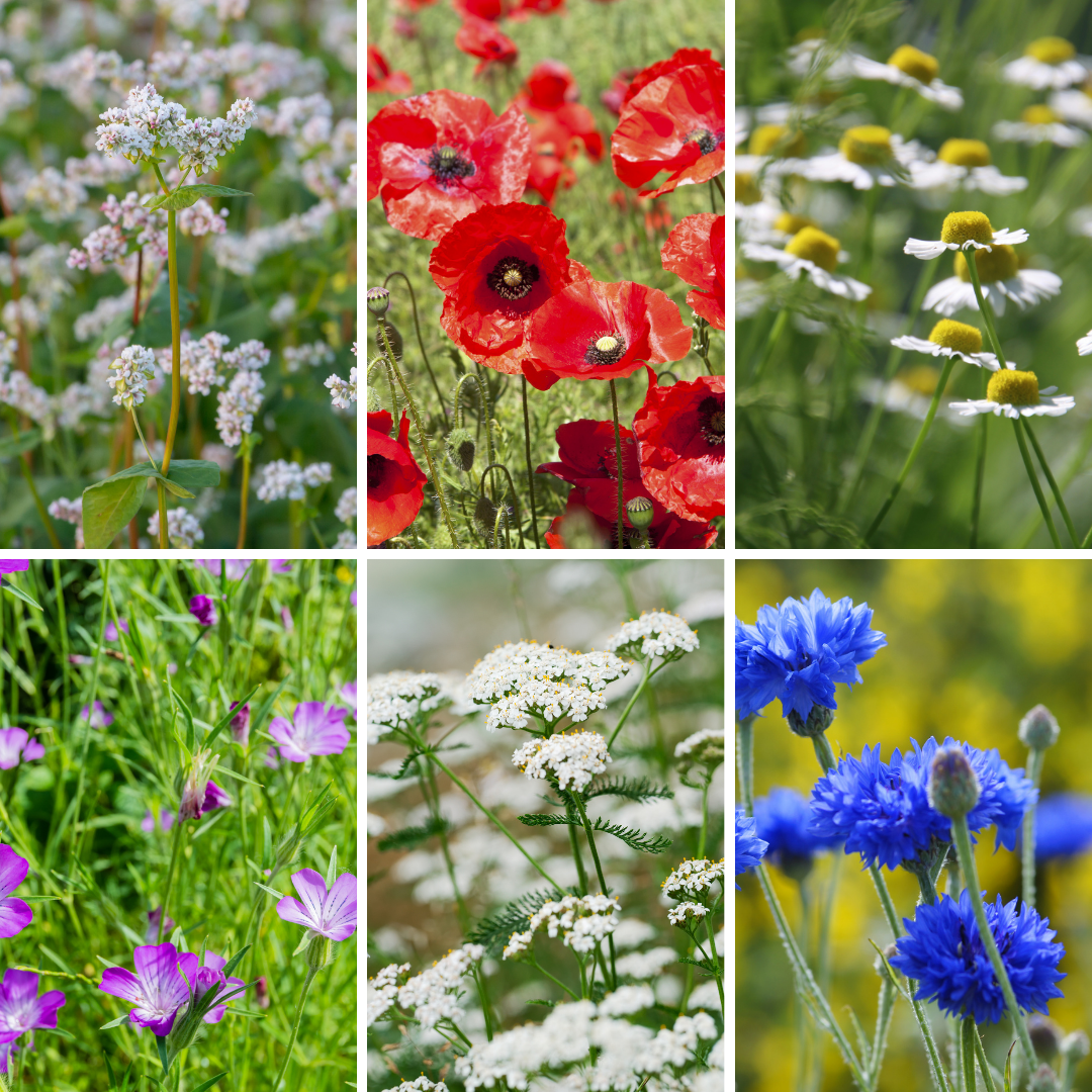Echte Texelse Wolpellets van Texelse schapenwol - met bloemenmengsel