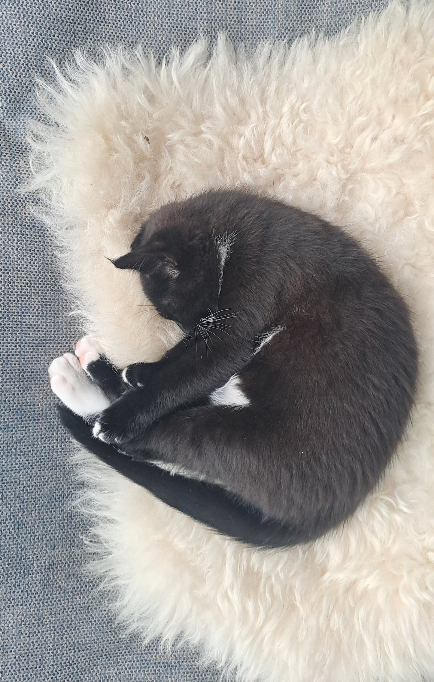 Texelana - schapenvacht mini | wit