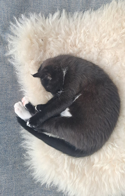 Texelana - schapenvacht mini | wit