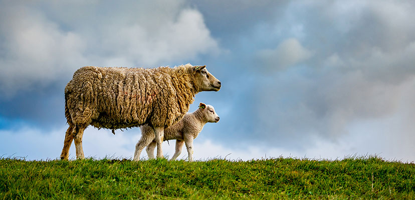 Texelana De en gemaksproducten van schapenwol