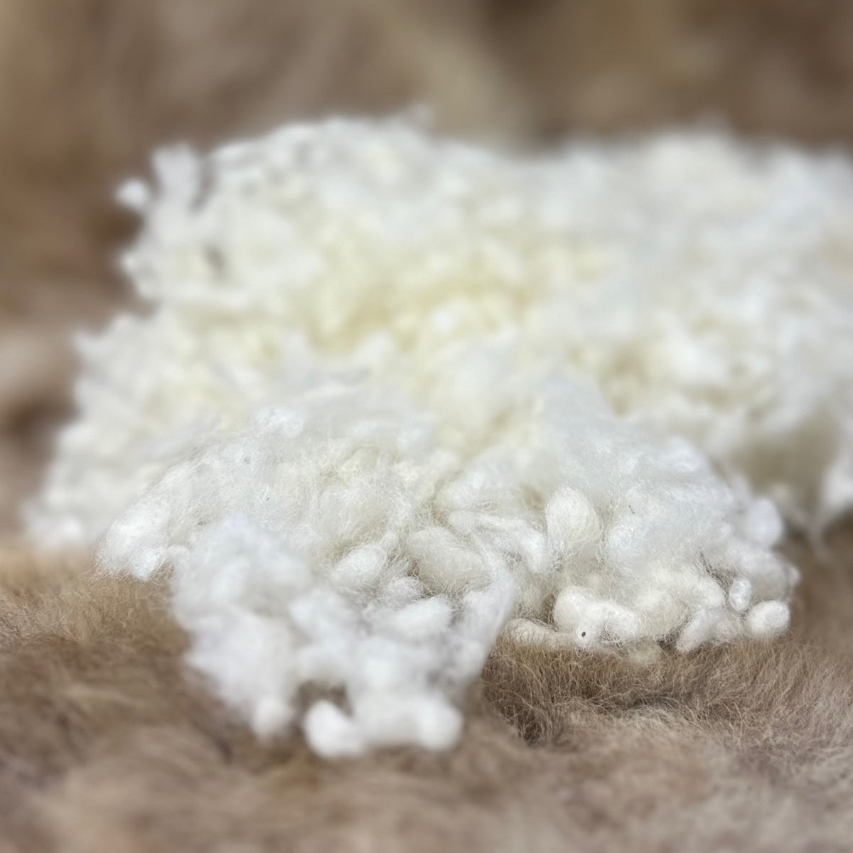 Witte wolbolletjes van mild gereinigde schapenwol, getoond als zachte navulling voor wollen hoofdkussens.